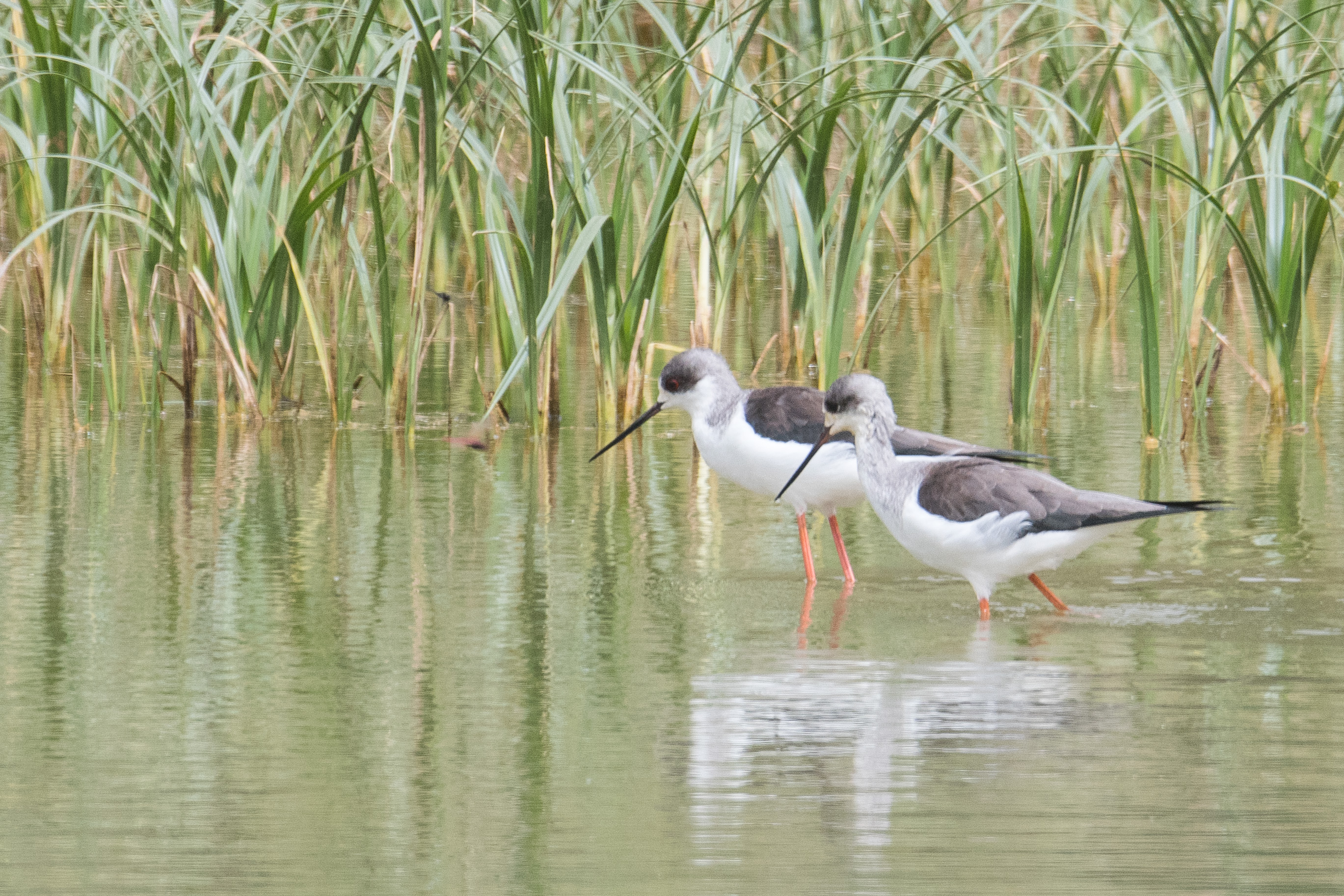 Echasses blanches juvéniles (Black-winged stilts, Himantopus Himantopus), Réserve Naturelle de Popenguine.